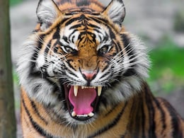 Curfew Imposed in Kerala's Mananthavady After Fatal Tiger Attack On Woman Curfew Imposed in Kerala's Mananthavady After Fatal Tiger Attack On Woman