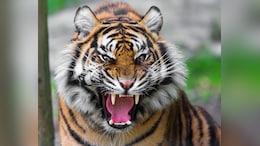 Close Relative Of Indian Cricketer Killed In Tiger Attack In Kerala
