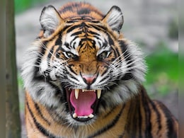 Close Relative Of Indian Cricketer Killed In Tiger Attack In Kerala Close Relative Of Indian Cricketer Killed In Tiger Attack In Kerala