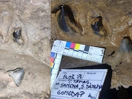Over 30 Million Years Old Pre-Historic Fossil Stolen From Meghalaya Village