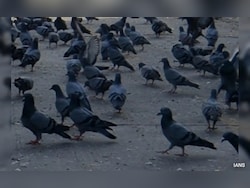Expert Panel To Look Into Pigeon Feeding In Mumbai, Says High Court