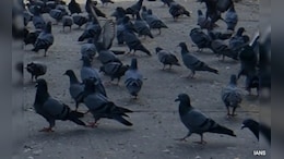 Expert Panel To Look Into Pigeon Feeding In Mumbai, Says High Court
