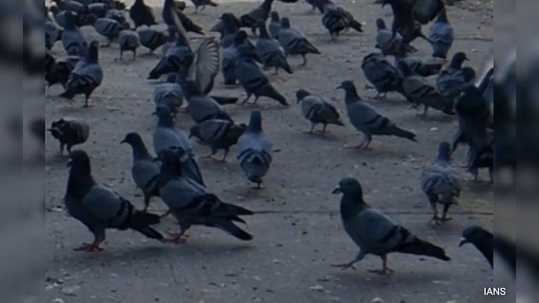 Expert Panel To Look Into Pigeon Feeding In Mumbai, Says High Court