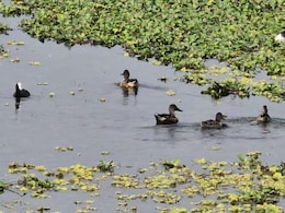 Bird Sanctuary : देशी-विदेशी जातीचे तब्बल 30 हजार पक्षी नांदुरमधमेश्वरमध्ये दाखल, पर्यटकांची मोठी गर्दी Bird Sanctuary : देशी-विदेशी जातीचे तब्बल 30 हजार पक्षी नांदुरमधमेश्वरमध्ये दाखल, पर्यटकांची मोठी गर्दी