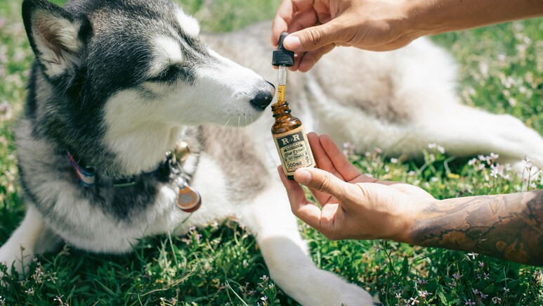 पेट डॉग्स की हेल्थ को स्ट्रांग बनाएंगे ये टेस्टी फ़ूड और ट्रीट्स, कीमत है बेहद कम और क्वालिटी में नंबर वन पेट डॉग्स की हेल्थ को स्ट्रांग बनाएंगे ये टेस्टी फ़ूड और ट्रीट्स, कीमत है बेहद कम और क्वालिटी में नंबर वन