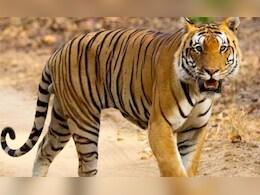 कटनी में बाघ का आतंक: महिला की मौत के बाद वन विभाग ने जारी किया अलर्ट  कटनी में बाघ का आतंक: महिला की मौत के बाद वन विभाग ने जारी किया अलर्ट