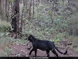Watch: Rare Melanistic Leopard With Cub Spotted In Odisha's Nayagarh Watch: Rare Melanistic Leopard With Cub Spotted In Odisha's Nayagarh