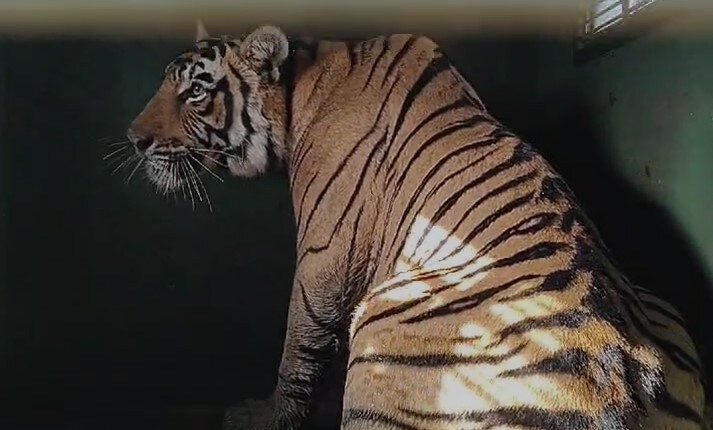 Tiger Captured After Nerve-Wracking Chase Ends In Rajasthan Farmhouse