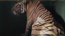 Tiger Captured After Nerve-Wracking Chase Ends In Rajasthan Farmhouse