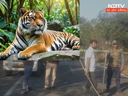 सावधान : भोपाल शहर में है, तीन टाइगरों का मूवमेंट, गायों का किया शिकार, बचके रहें...