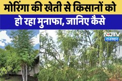 Chittorgarh News : मोरिंगा की खेती से किसानों को हो रहा मुनाफा, जानिए कैसे Chittorgarh News : मोरिंगा की खेती से किसानों को हो रहा मुनाफा, जानिए कैसे