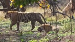 Rajasthan: एक दूसरे की टेरिटरी को ओवरलैप कर रहे हैं रणथंभौर के टाइगर, वर्चस्व की लड़ाई में जा चुकी है कई बाघों की जान
