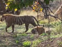 Rajasthan: एक दूसरे की टेरिटरी को ओवरलैप कर रहे हैं रणथंभौर के टाइगर, वर्चस्व की लड़ाई में जा चुकी है कई बाघों की जान Rajasthan: एक दूसरे की टेरिटरी को ओवरलैप कर रहे हैं रणथंभौर के टाइगर, वर्चस्व की लड़ाई में जा चुकी है कई बाघों की जान