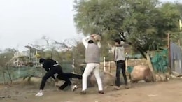 Viral Video: Clash Over Land Dispute In Noida, Man Lifts Huge Rock To Attack