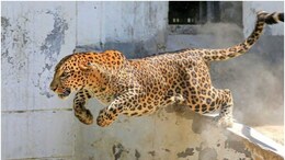 Rajasthan Leopard Attack: बाइक से जा रहे दो युवकों पर तेंदुए ने किया हमला, उछलकर पीठ पर मारा पंजा