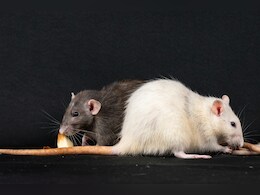 Drug-Addicted Rats Eating Marijuana Kept As Evidence In US Police Station: Report Drug-Addicted Rats Eating Marijuana Kept As Evidence In US Police Station: Report