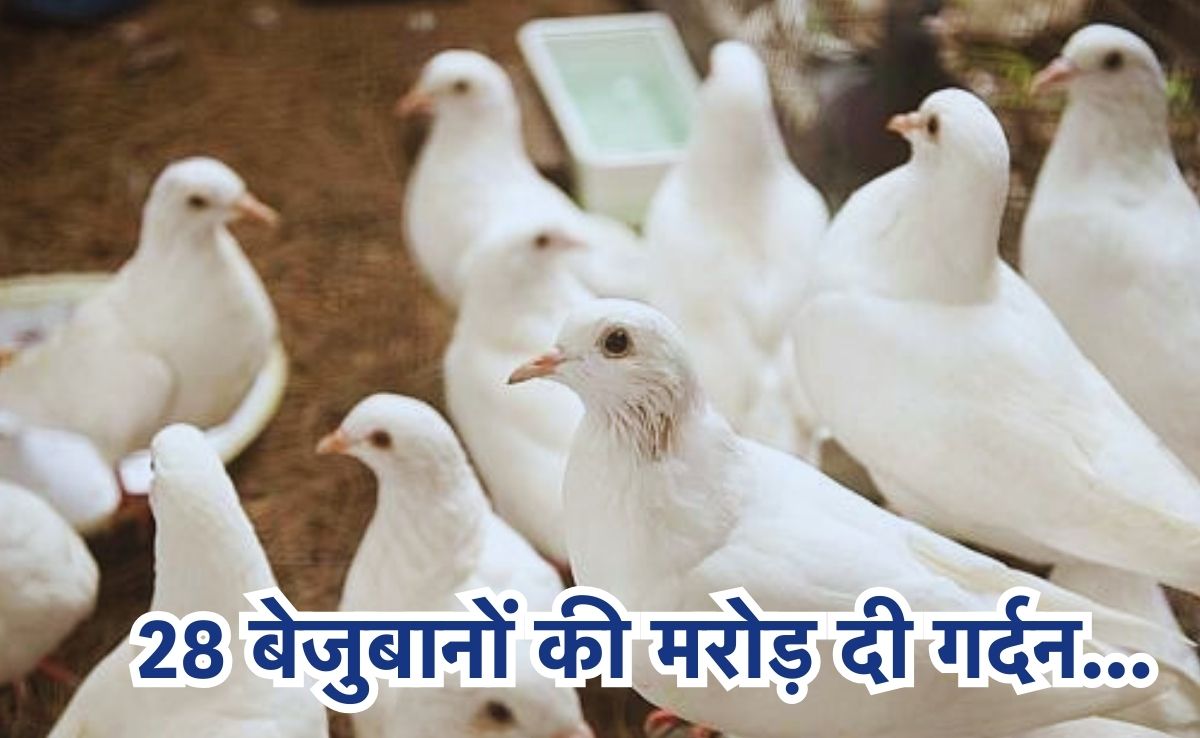 पड़ोसन से थी खुन्नस, मरोड़ दी 28 कबूतरों की गर्दन, तड़प-तड़प कर बेजुबानों ने दी जान!