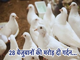 पड़ोसन से थी खुन्नस, मरोड़ दी 28 कबूतरों की गर्दन, तड़प-तड़प कर बेजुबानों ने दी जान! पड़ोसन से थी खुन्नस, मरोड़ दी 28 कबूतरों की गर्दन, तड़प-तड़प कर बेजुबानों ने दी जान!
