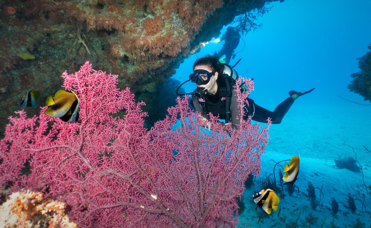 Diving in the Andaman Islands is nothing short of a dream. Photo: iStock