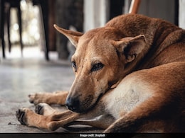Morocco To Cull 3 Million Dogs Ahead Of 2030 FIFA World Cup. Here's Why Morocco To Cull 3 Million Dogs Ahead Of 2030 FIFA World Cup. Here's Why