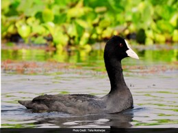 Eurasian Coot : युरेशियन कूट नावाच्या पक्षाला 'वारकरी' का म्हणतात? नावामागील रंजक कहाणी... Eurasian Coot : युरेशियन कूट नावाच्या पक्षाला 'वारकरी' का म्हणतात? नावामागील रंजक कहाणी...