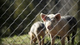Chinese Doctors Implant Pig Liver In Human For First Time