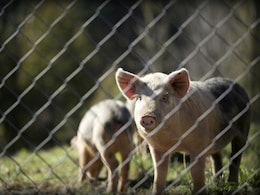 Flight Attendant Quits Job, Starts Pig Farming, Earns Rs 24 Lakh In 2 Months Flight Attendant Quits Job, Starts Pig Farming, Earns Rs 24 Lakh In 2 Months