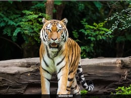 सोलापूर-धाराशिव जिल्ह्यात दिसलेल्या त्या वाघाला जेरबंद करण्याचे वन विभागाचे आदेश सोलापूर-धाराशिव जिल्ह्यात दिसलेल्या त्या वाघाला जेरबंद करण्याचे वन विभागाचे आदेश