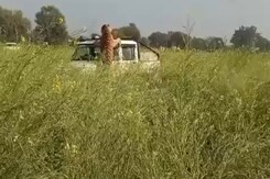 Video: Tiger Jumps On Rajasthan Forest Officials' Car Who Came To Rescue It Video: Tiger Jumps On Rajasthan Forest Officials' Car Who Came To Rescue It