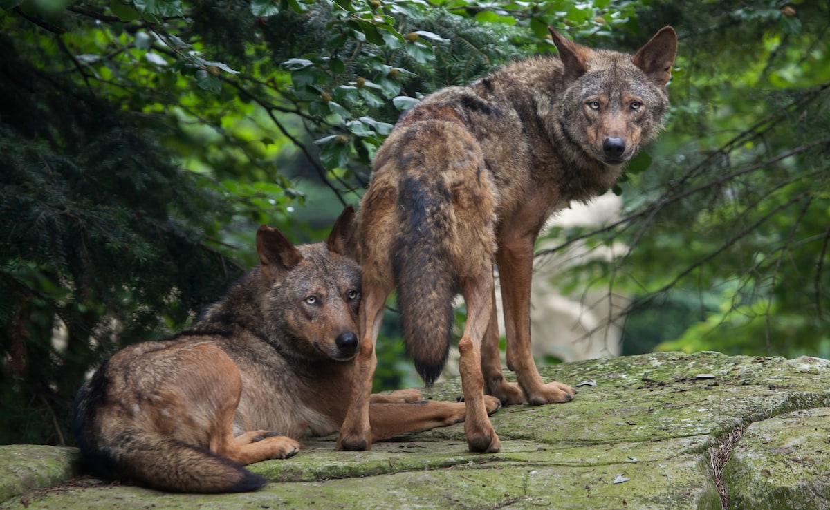 Photo: iStock Photo: iStock