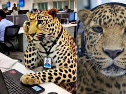 इन्फोसिस में तेंदुआ दिलाएगा वर्क फ्रॉम होम की सुविधा, नायारण मूर्ति के 70 घंटे वाले बयान पर वायरल मीम्स की आई बाढ़ इन्फोसिस में तेंदुआ दिलाएगा वर्क फ्रॉम होम की सुविधा, नायारण मूर्ति के 70 घंटे वाले बयान पर वायरल मीम्स की आई बाढ़