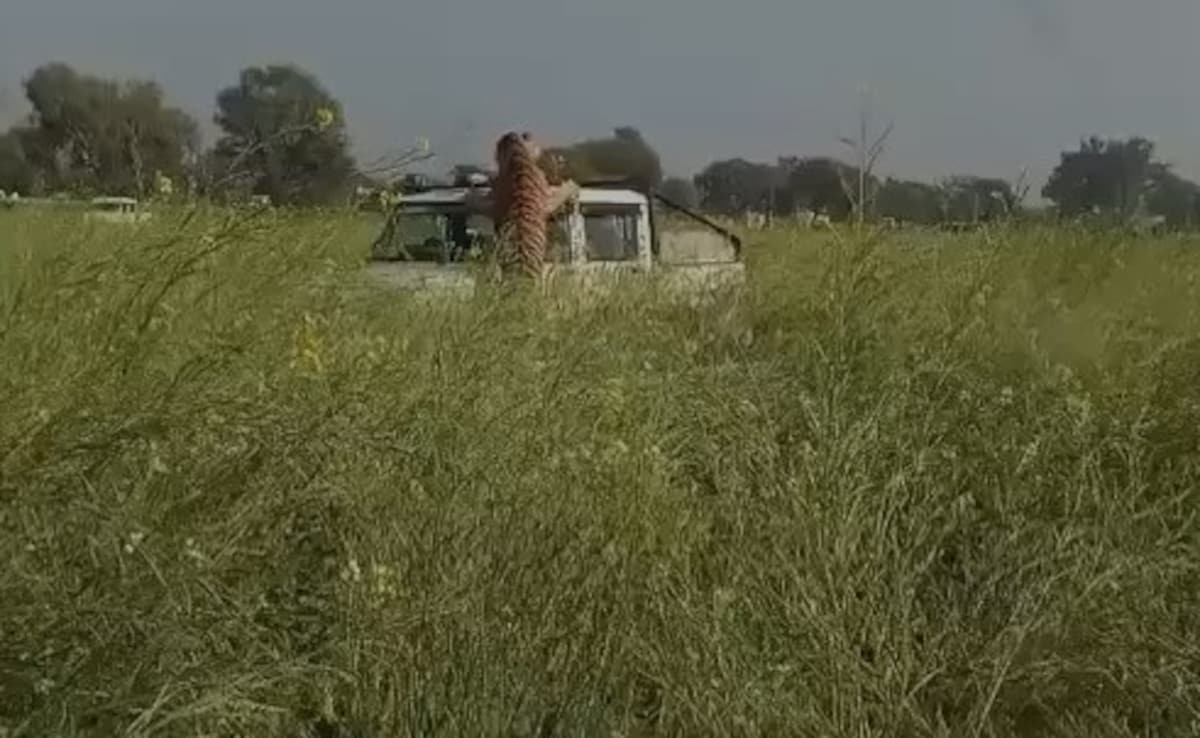 Video: Tiger Jumps On Rajasthan Forest Officials Car Who Came To Rescue It