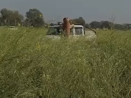 Video: Tiger Jumps On Rajasthan Forest Officials Car Who Came To Rescue It Video: Tiger Jumps On Rajasthan Forest Officials Car Who Came To Rescue It
