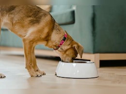 डॉगी को रखना है हेल्दी और फिट तो उनकी डाइट में जरूर शामिल करें ये फल और सब्जियां, यहां देखें हेल्दी फू्ड्स की लिस्ट