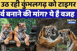 Rajasthan News: क्यों उठ रही Kumbhalgarh को Tiger Reserve बनाने की मांग?