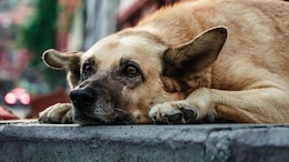 Highway Workers In China Under Fire For Eating Pet Dog