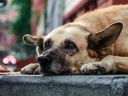 Highway Workers In China Under Fire For Eating Pet Dog
