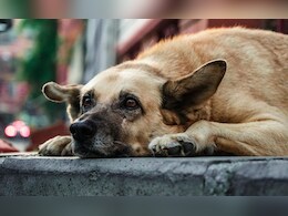 Shirdi News: शिर्डीच्या साईमंदिर परिसरातील कुत्रे का होतायत लठ्ठ? मोठं कारण आलं समोर