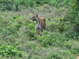 Wayanad's Man-Eater Tiger Found Dead With Injuries Wayanad's Man-Eater Tiger Found Dead With Injuries