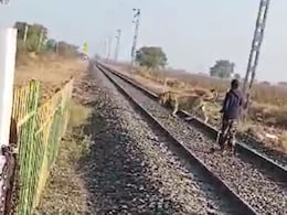 Video: Forest Department Guard Chases Lion Away From Rail Track Video: Forest Department Guard Chases Lion Away From Rail Track