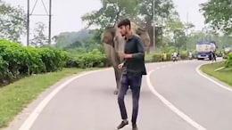 Elephants Chase Man After He Teases Them, Forest Officer Issues Warning
