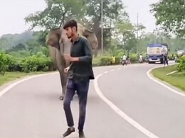Elephants Chase Man After He Teases Them, Forest Officer Issues Warning Elephants Chase Man After He Teases Them, Forest Officer Issues Warning