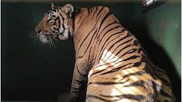 Tiger Caught in Rajasthan: राजस्थान में 4 दिन बाद पकड़ा गया टाइगर, सरिस्का में शिफ्ट करने की तैयारी! खुशी से झूमे लोग