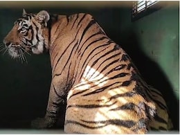 Tiger Caught in Rajasthan: राजस्थान में 4 दिन बाद पकड़ा गया टाइगर, सरिस्का में शिफ्ट करने की तैयारी! खुशी से झूमे लोग