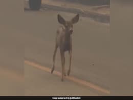 On Camera, Baby Deer Wanders Through Smoke In California Wildfires On Camera, Baby Deer Wanders Through Smoke In California Wildfires