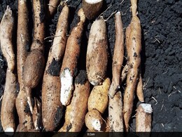 This Staple Food Eaten By 700 Million That Can Turn Deadly This Staple Food Eaten By 700 Million That Can Turn Deadly