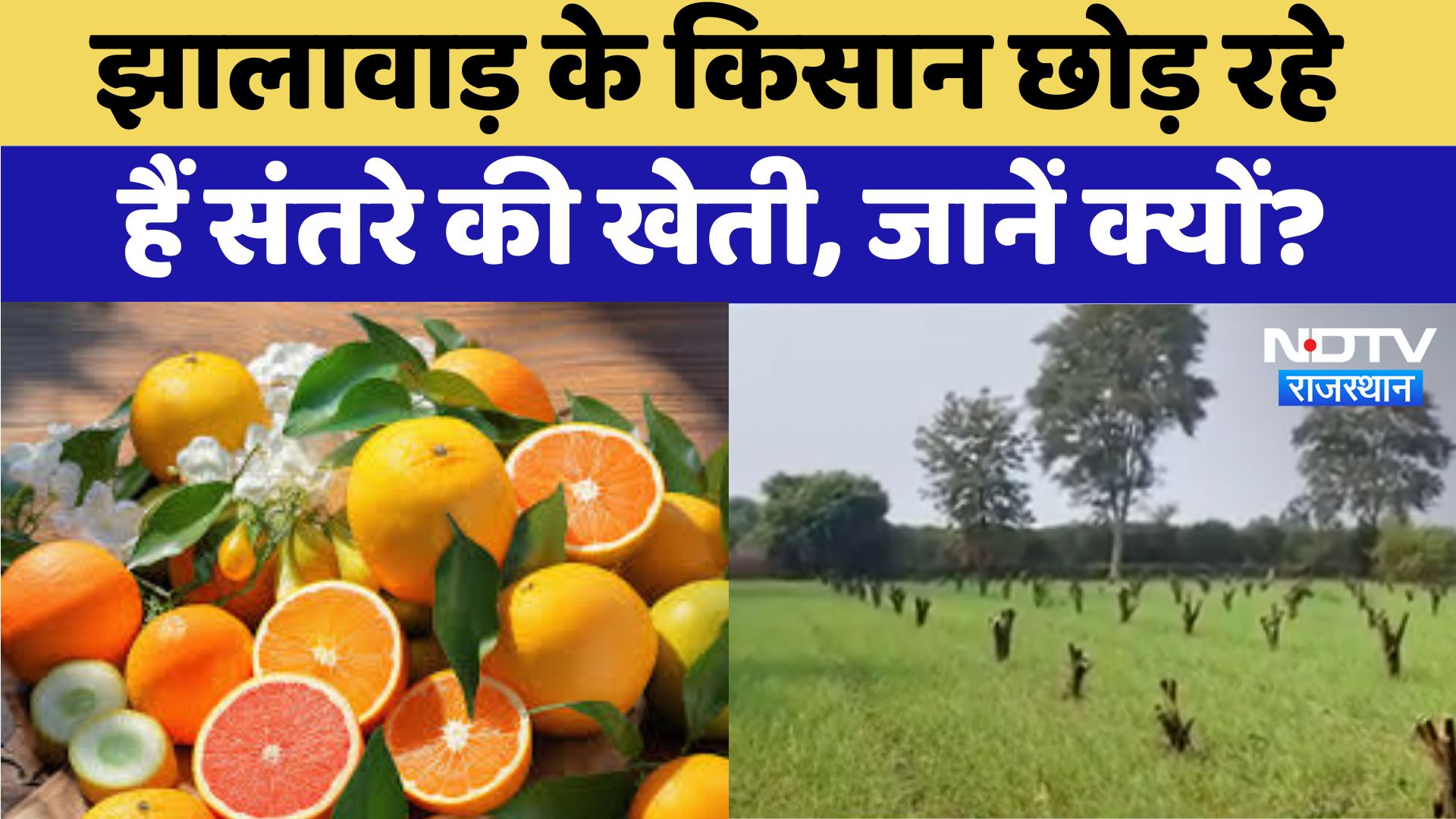 Jhalawar News : झालावाड़ के किसान छोड़ रहे हैं संतरे की खेती, जानें क्यों ?