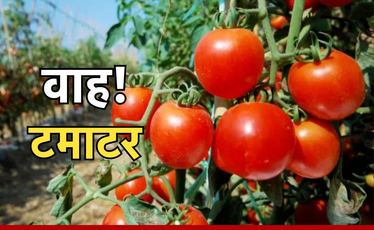 Tomato Farming: टमाटर उगाने में है मुनाफा ही मुनाफा, लाखों में है छतरपुर के इस किसान का टर्नओवर