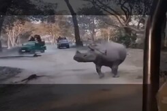 2 Women Fall In Front Of Rhinos In Kaziranga. Here’s What Happened Next 2 Women Fall In Front Of Rhinos In Kaziranga. Here’s What Happened Next