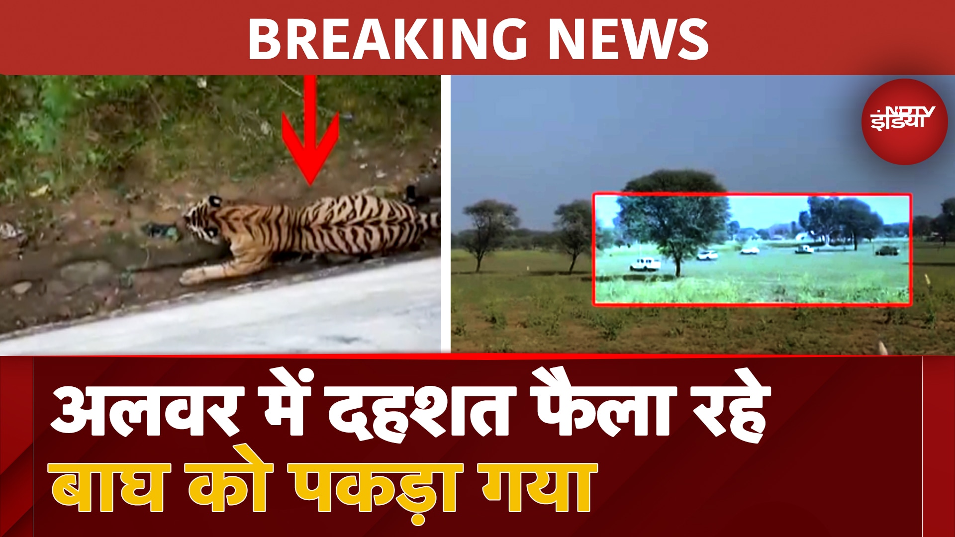 BREAKING NEWS: Sariska Tiger Reserve से बाहर आया Tiger, Alwar में Forest Department ने किया काबू
